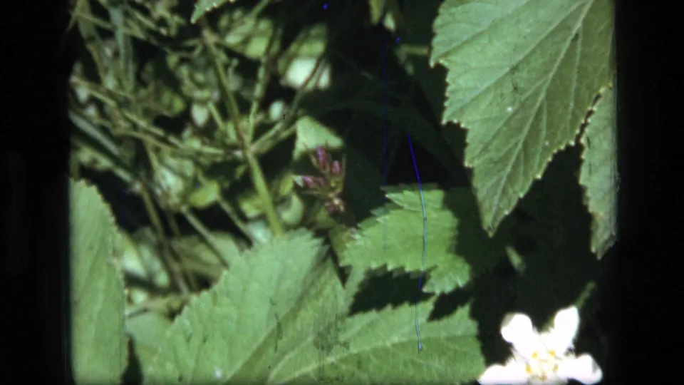 Close 8mm frame of serrated green leaves and stems, with a partial white flower visible at lower right in Montana wilderness footage.
