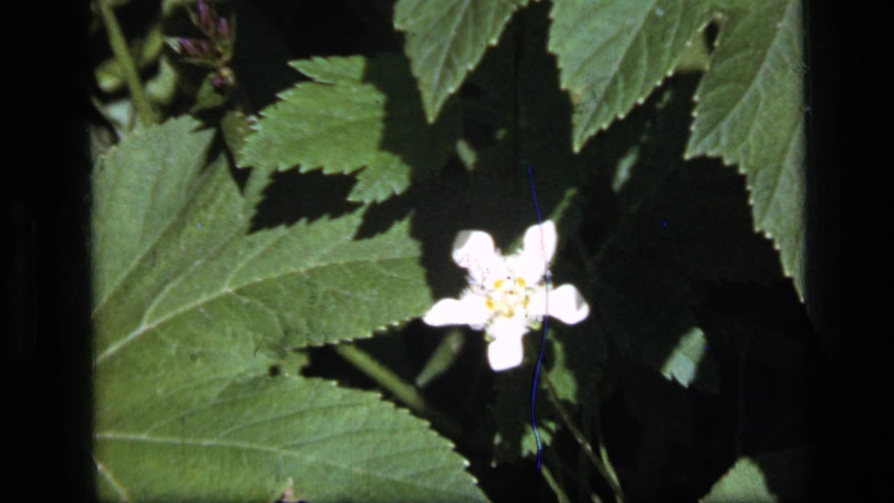 Close 1973 8mm view of a white wildflower and green foliage in Scapegoat Wilderness, Montana, with dark film borders.