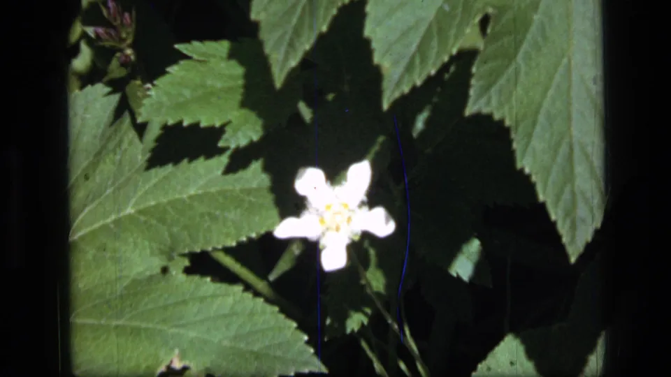 White wildflower held near center frame with green leaves around it, scanned from 1973 8mm Montana wilderness footage.