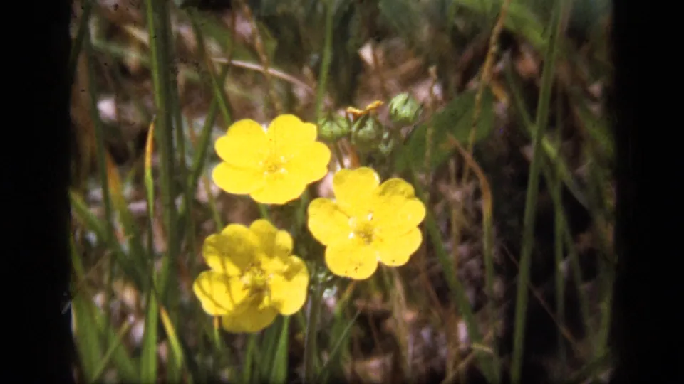 Yellow wildflowers in grass and dry stems, seen in 1973 8mm footage from Scapegoat Wilderness, Montana.