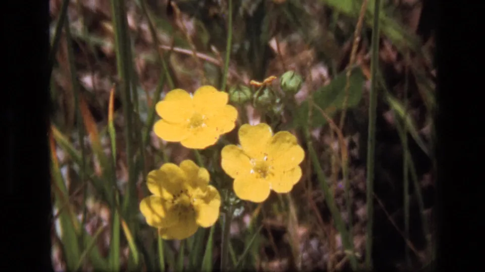 Cluster of yellow wildflowers and small buds in grass, captured as a close 1973 Montana wilderness home-movie shot.