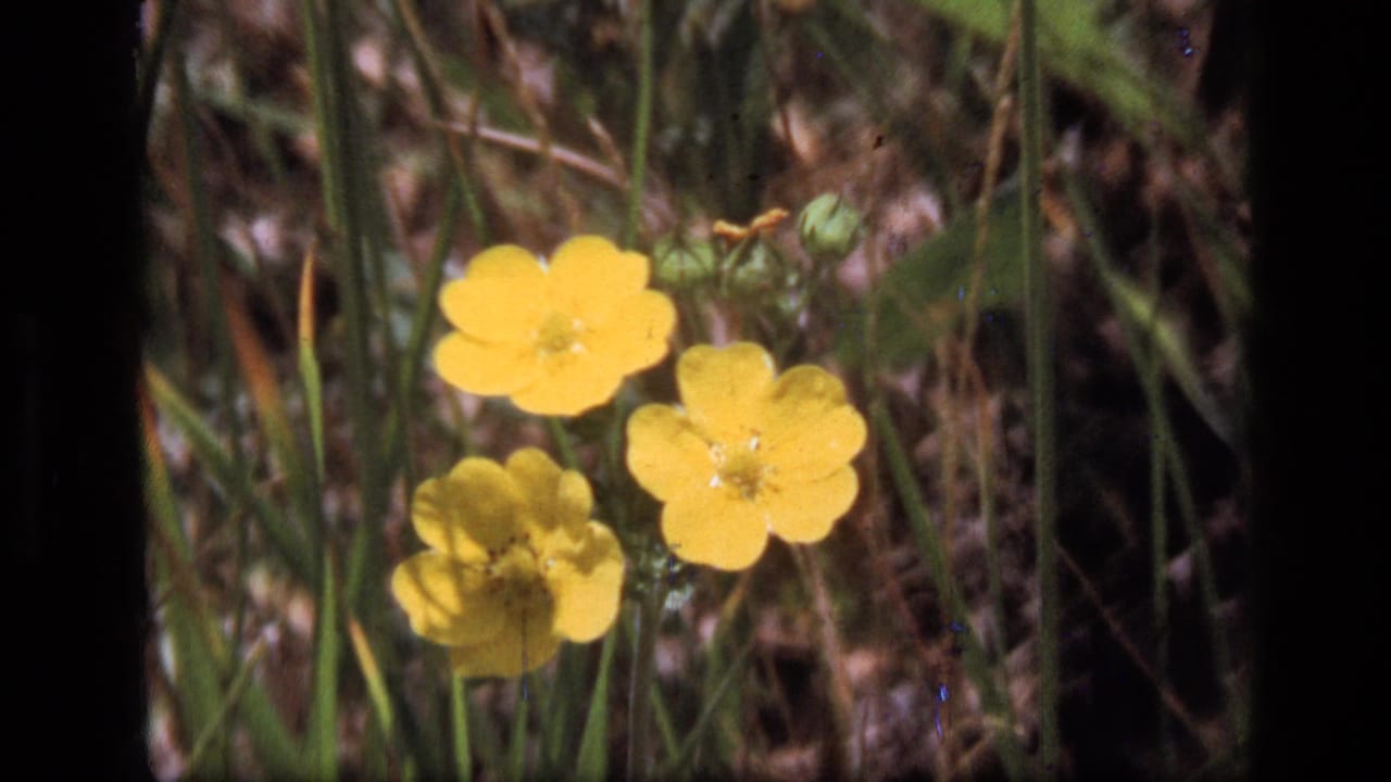 Three yellow wildflowers among grass and dry woodland ground.