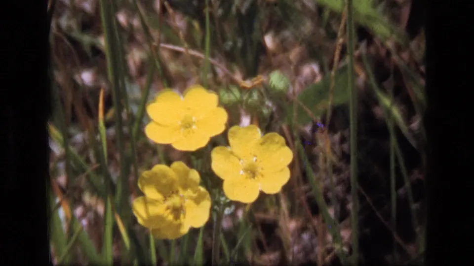 Slightly shifted close view of yellow wildflowers in grass, consistent with 1973 8mm Montana wilderness footage.