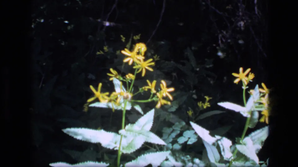 A second yellow wildflower type with narrow petals and pale leaves appears against dark woodland foliage in the Montana wilderness clip.