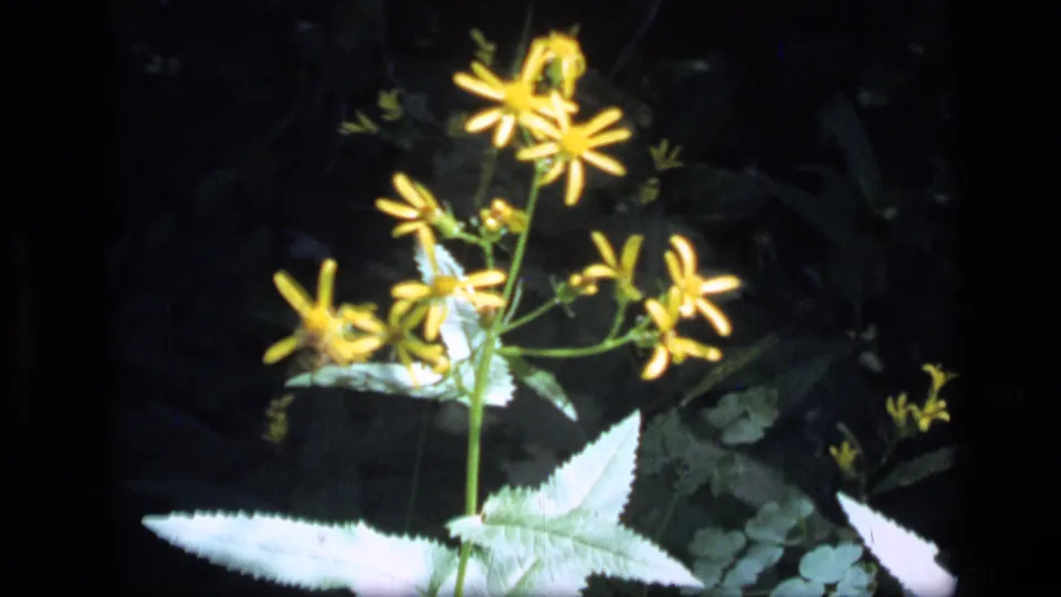 Close 8mm frame of tall yellow wildflowers and pale leaves, showing the second plant in the 1973 Scapegoat Wilderness comparison.
