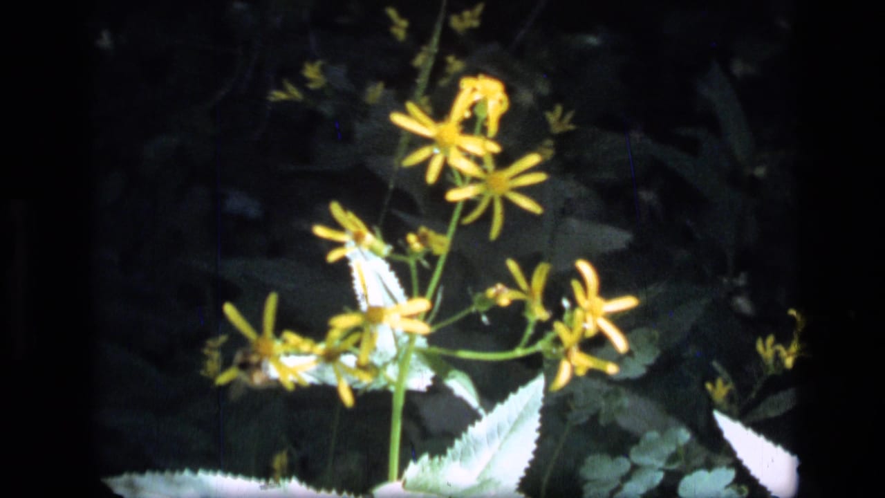 1973 8mm frame from Scapegoat Wilderness showing yellow wildflowers, pale leaves, and dark surrounding foliage.