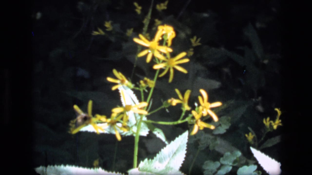 Yellow wildflowers with a small pale butterfly or moth near the blooms.