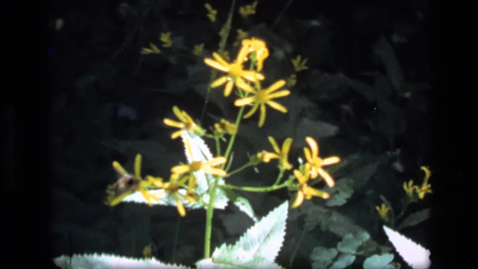 Close 8mm view of yellow wildflowers in Montana, with a pale butterfly or moth near the flowers.
