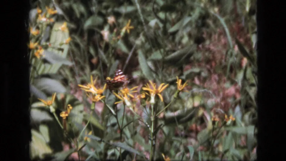 A small butterfly or moth moves among yellow wildflowers and dense vegetation in this 1973 8mm Montana frame.