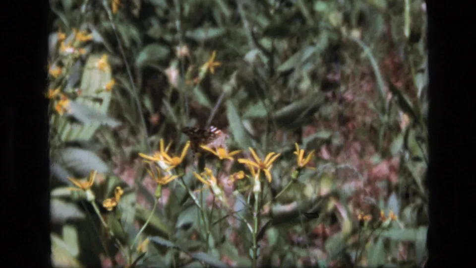 Yellow wildflowers fill the foreground while a small dark insect or butterfly passes through the 1973 Scapegoat Wilderness frame.