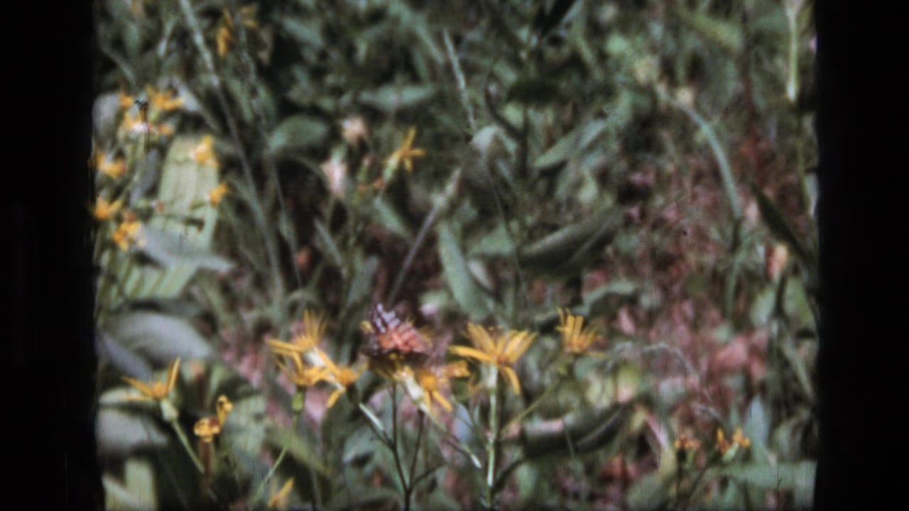 1973 Scapegoat Wilderness 8mm frame showing yellow wildflowers, soft green foliage, and small butterflies in a sunlit meadow.
