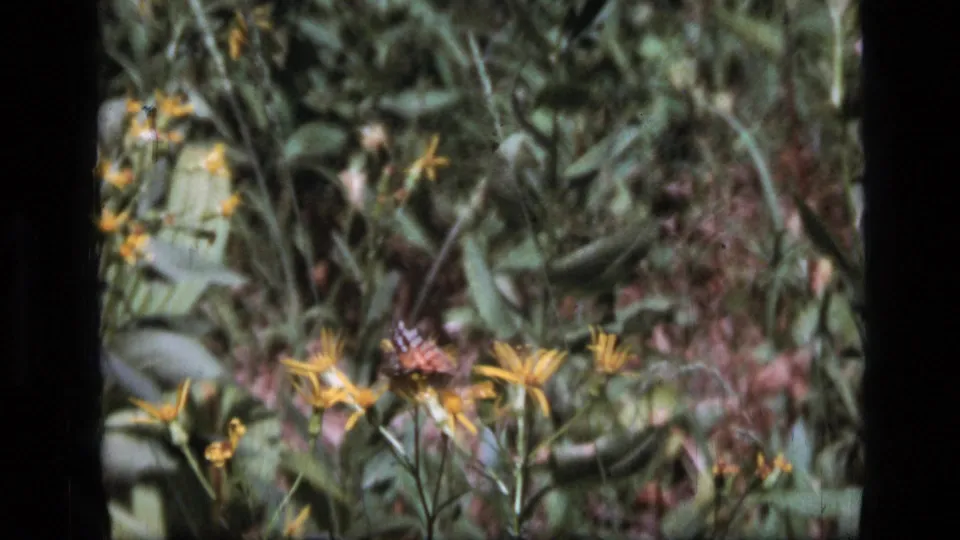1973 Scapegoat Wilderness 8mm frame showing yellow wildflowers, soft green foliage, and small butterflies in a sunlit meadow.