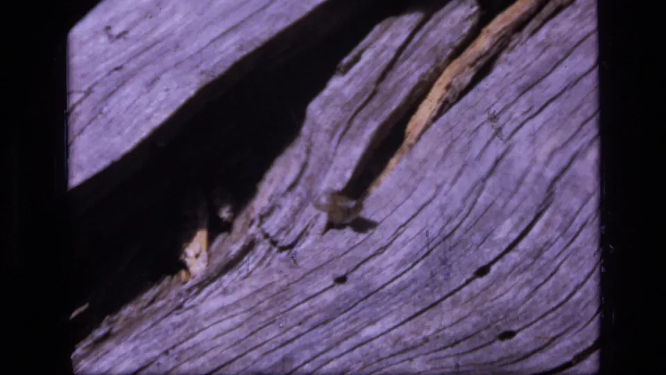 1973 Montana wilderness frame with weathered log grain, a dark shadow, and a small butterfly resting near a crack in the wood.
