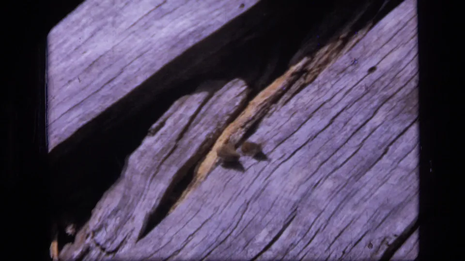 1973 Scapegoat Wilderness frame showing a small butterfly on pale weathered wood, with diagonal shadow and visible 8mm frame edges.