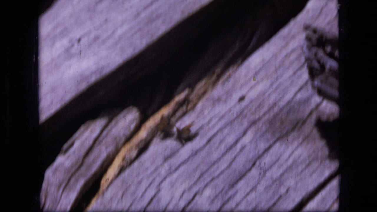 Weathered split wood with small insects or butterflies near the edge of the frame.
