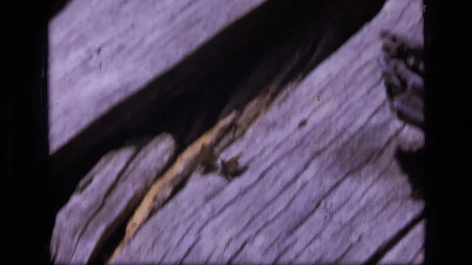 1973 Montana wilderness 8mm frame showing rough weathered wood with small insects or butterflies in close view.