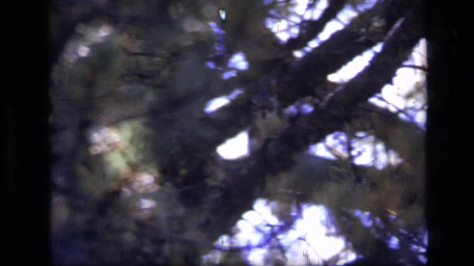 Soft 8mm view of pine branches and bright sky in Scapegoat Wilderness, Montana, based on clip metadata.