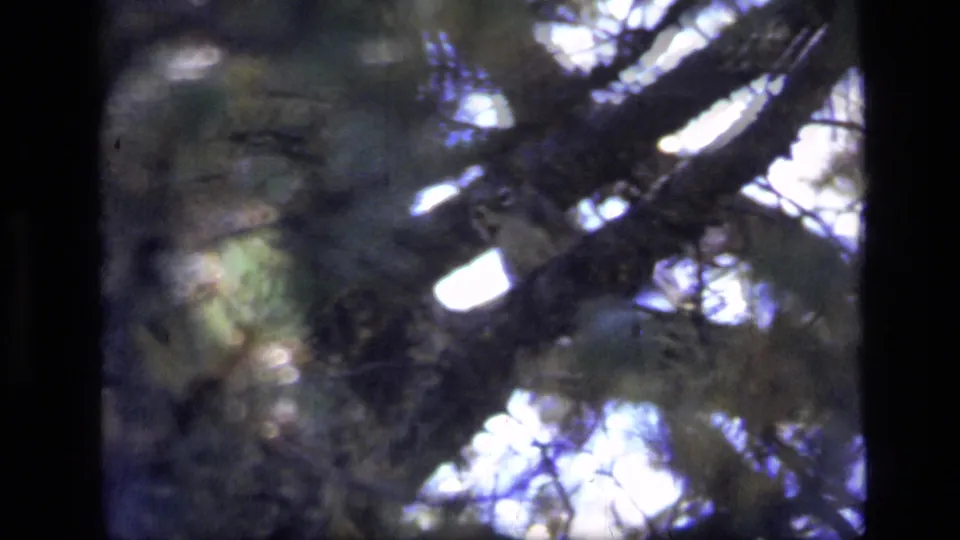 1973 8mm Montana wilderness frame with pine needles, branches, and bright sky in soft focus.