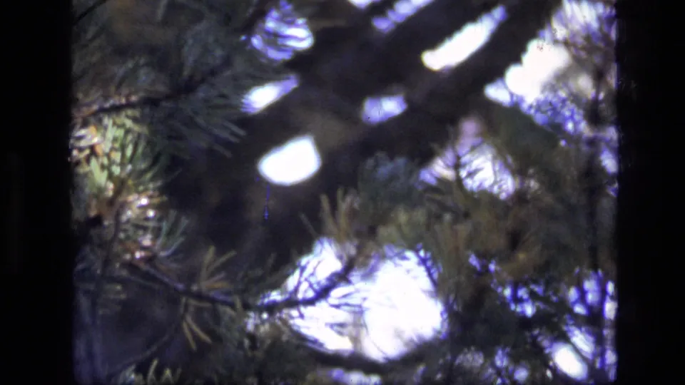 Soft 8mm forest view in Montana showing a dark pine branch, needles, and bright sky openings.