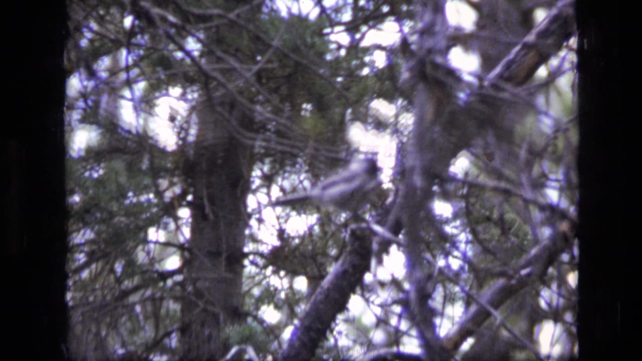 Small bird perched among evergreen branches in a dark forest frame.