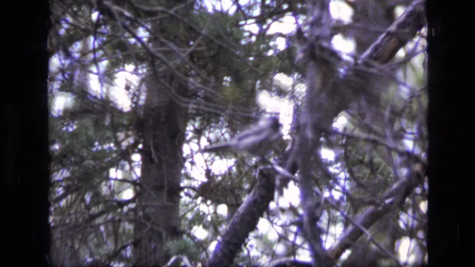A small bird appears among evergreen branches in 1973 Scapegoat Wilderness, Montana 8mm footage, partly obscured by limbs and soft focus.