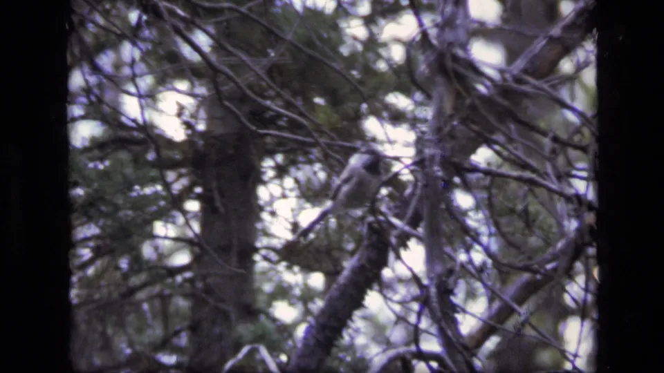 A small bird is partly visible among branches and tree trunks in the Montana wilderness footage, with muted 8mm color and soft focus.