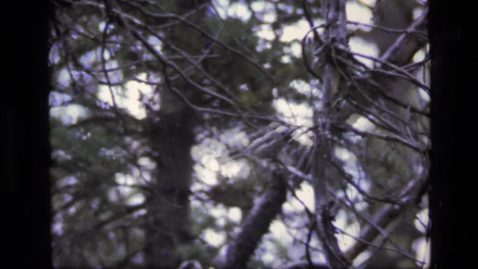 Dense forest branches and trunks fill this 1973 Scapegoat Wilderness 8mm frame, creating a textured wildlife cutaway without a clearly visible animal.