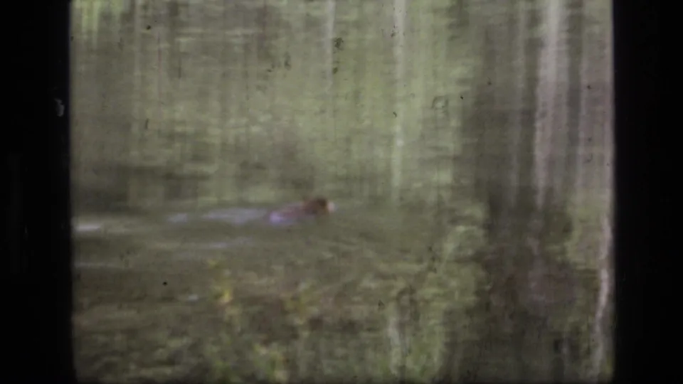 A beaver-like animal swims through calm water in the Montana wilderness footage, with forest reflections and soft 8mm texture across the frame.