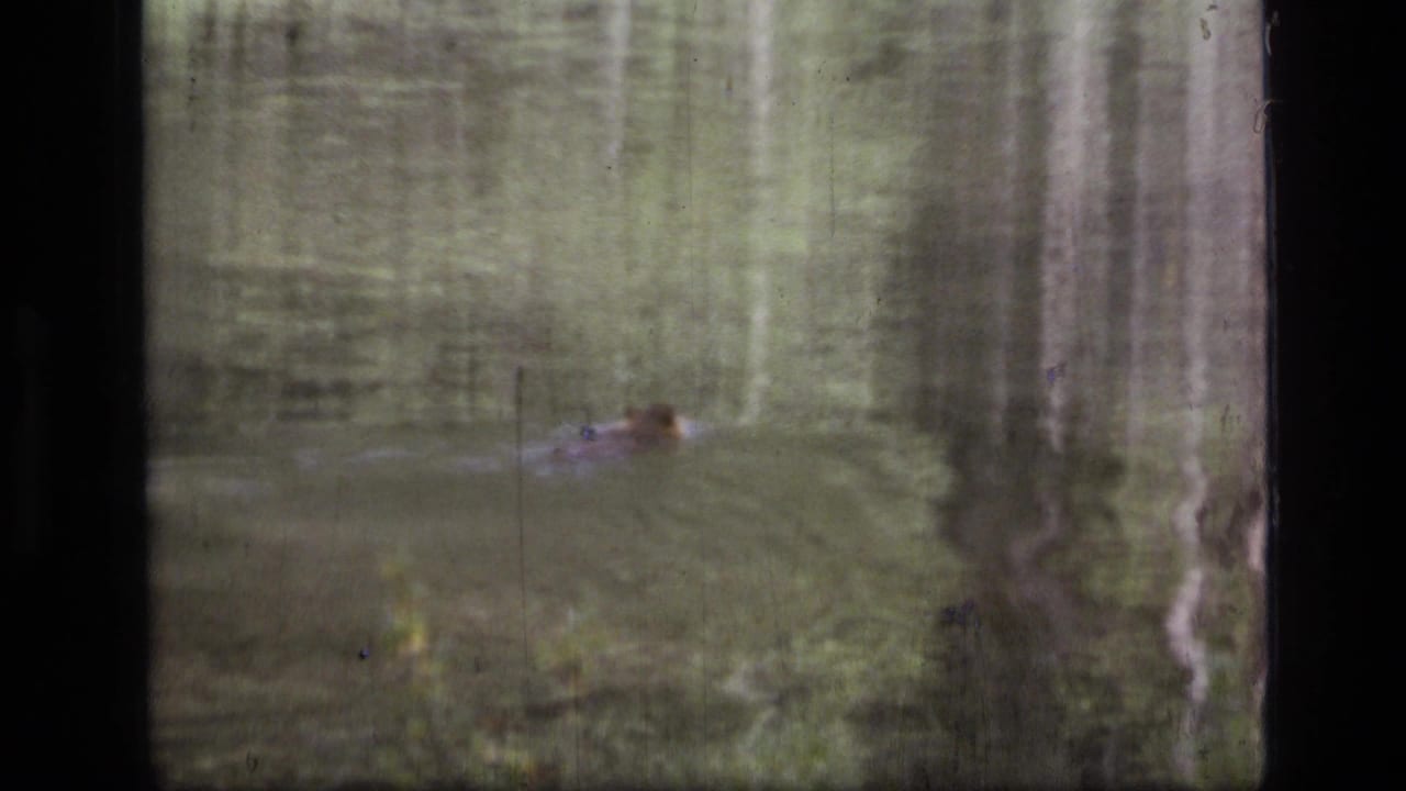 1973 8mm frame from Scapegoat Wilderness showing a small animal moving through calm water beneath reflected trees.
