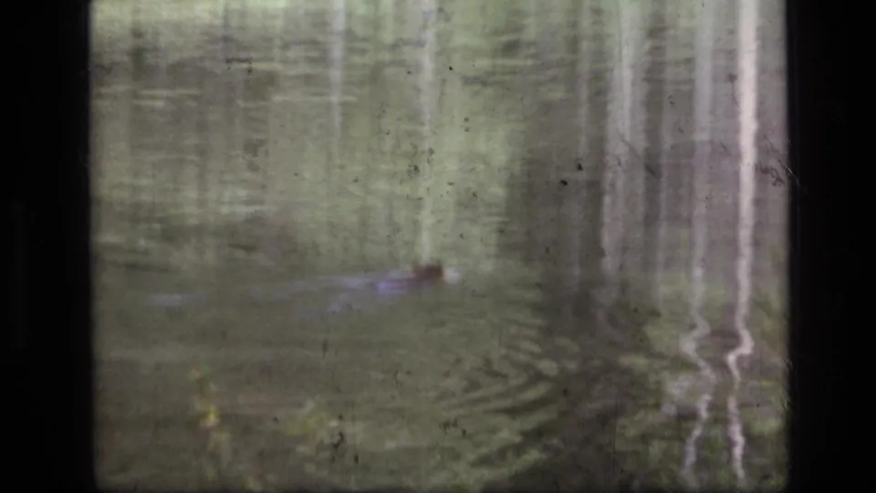 Soft 8mm view of a small animal swimming in Scapegoat Wilderness water, with vertical tree reflections behind it.