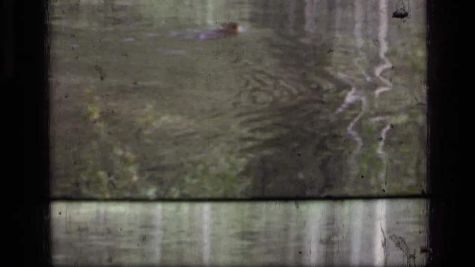 1973 Montana wilderness frame with an indistinct animal swimming near the upper left and mirrored trees on the water.