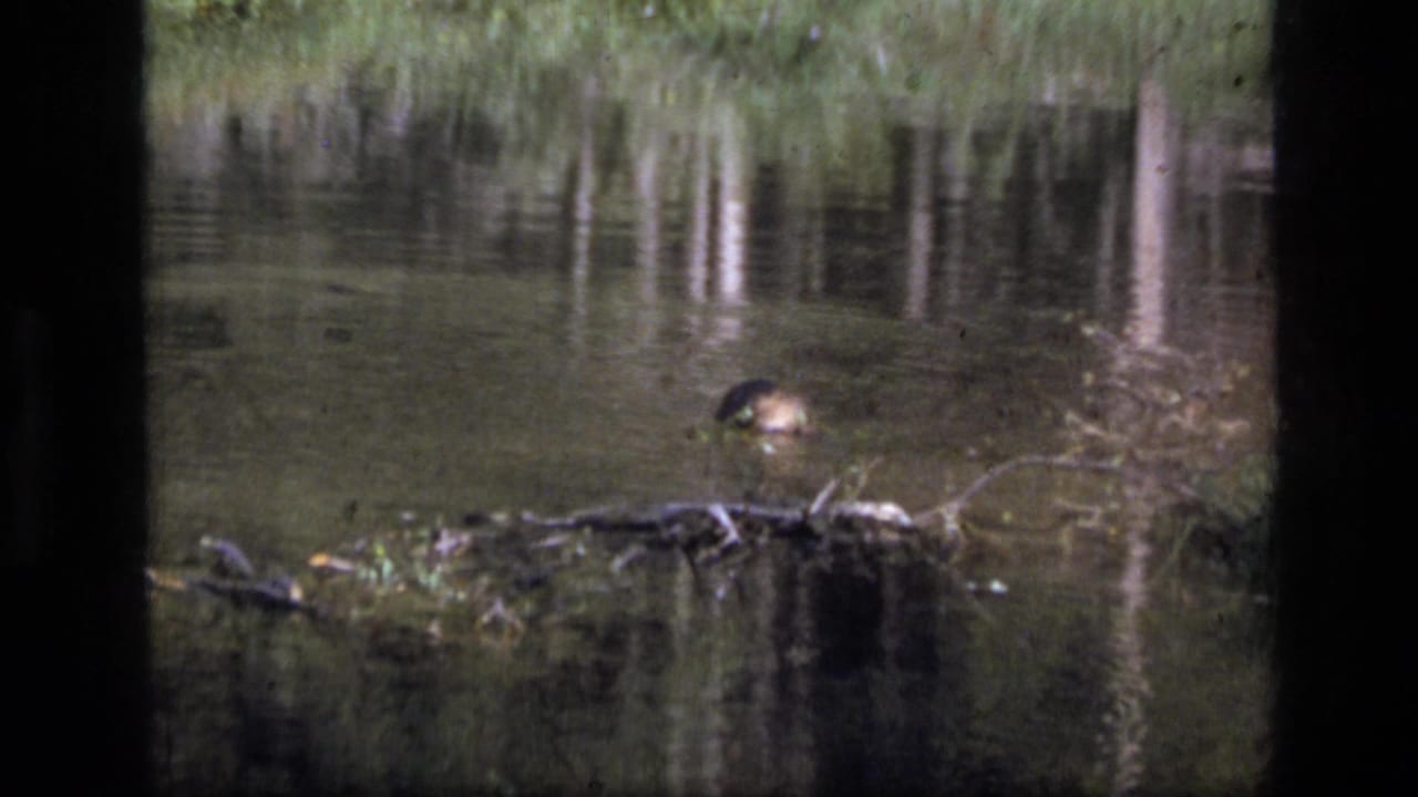 Distant animal-like shape partly above a pond near floating branches and reeds.