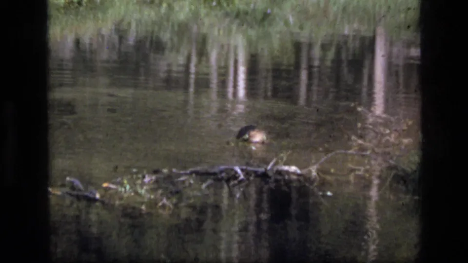 1973 8mm Scapegoat Wilderness frame showing a distant partially submerged animal-like shape in a pond with reeds and reflections.