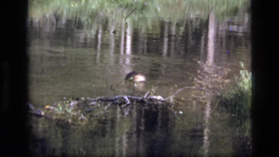 1973 Montana wilderness pond view with a small dark animal-like form partly visible near branches and shoreline grass.