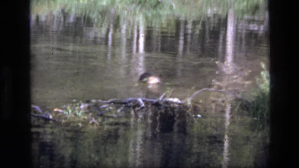 Soft 1973 8mm frame from Scapegoat Wilderness showing a blurred rounded form low in pond water near reeds and floating wood.