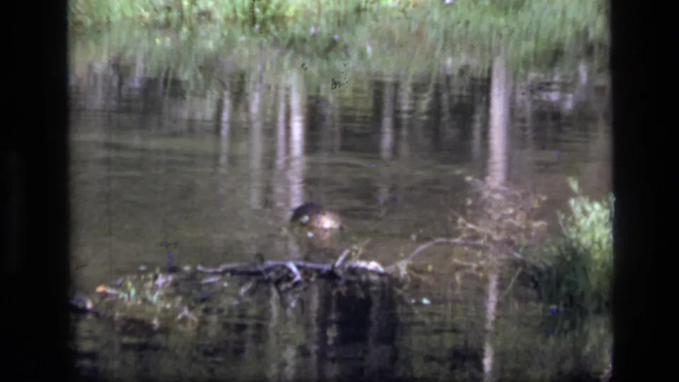 1973 Scapegoat Wilderness pond frame with a partly submerged animal-like shape near branches, reeds, and vertical tree reflections.