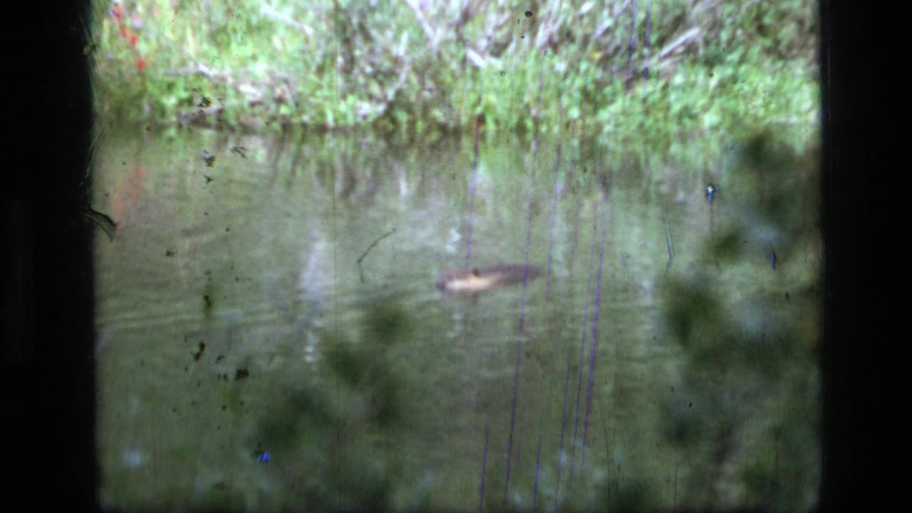Beaver partly submerged in a green pond near brushy shoreline.