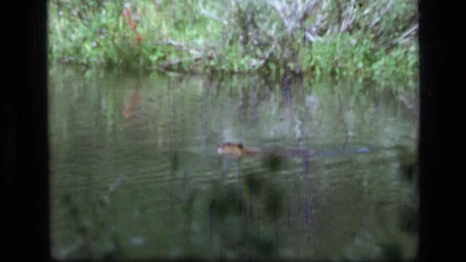 1973 Scapegoat Wilderness footage frame with a beaver half submerged, moving through reflective pond water.