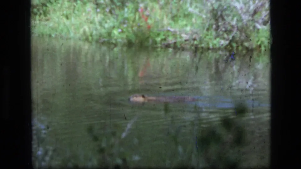 Vintage 8mm Montana wildlife frame showing a beaver partly submerged in pond water below soft green shoreline vegetation.