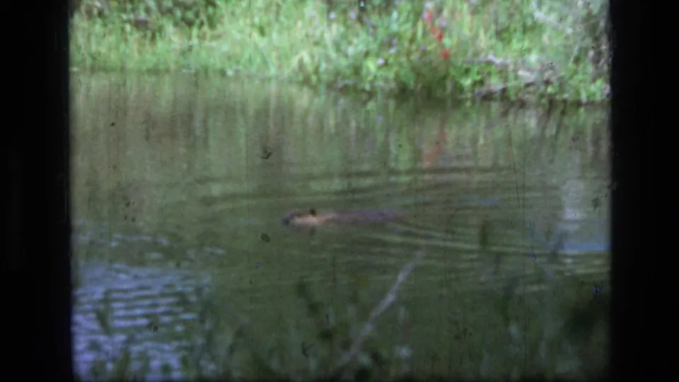 1973 Montana 8mm frame of a beaver swimming half submerged across greenish pond water, with brush and reflections in the background.