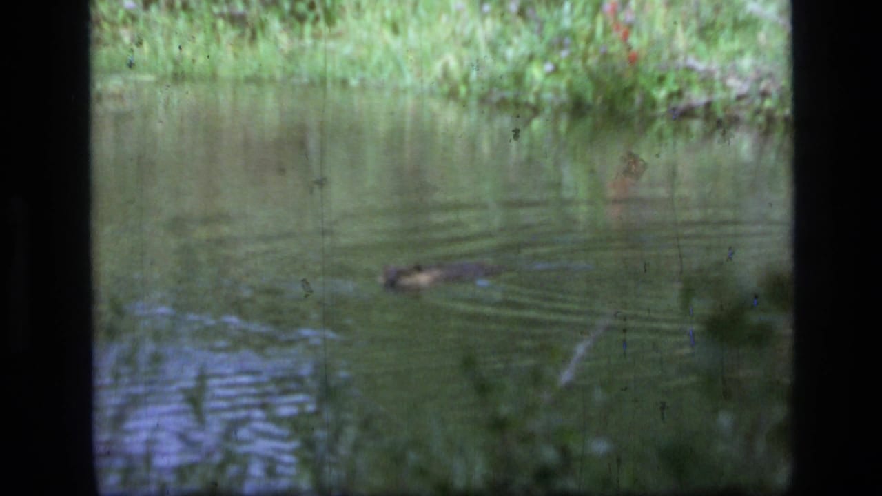 A beaver swims through murky water in 1973 Scapegoat Wilderness, Montana home-movie footage, with green vegetation along the far bank.