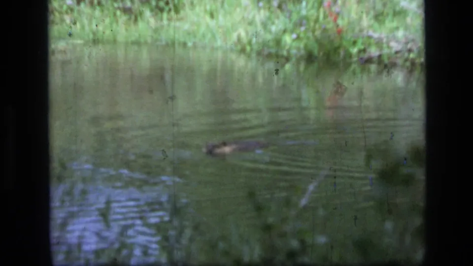 A beaver swims through murky water in 1973 Scapegoat Wilderness, Montana home-movie footage, with green vegetation along the far bank.