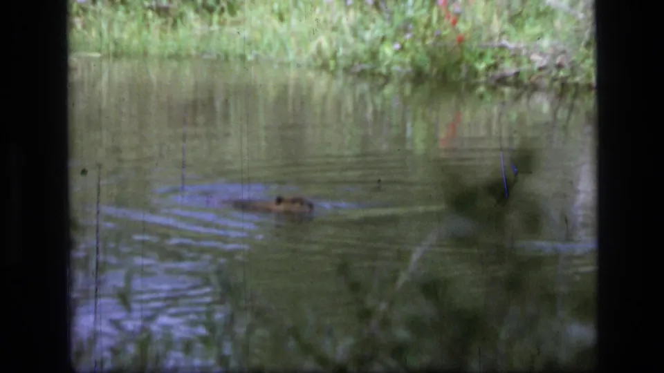 The beaver continues swimming across the swamp in the Montana wilderness footage, partially visible above the green water.