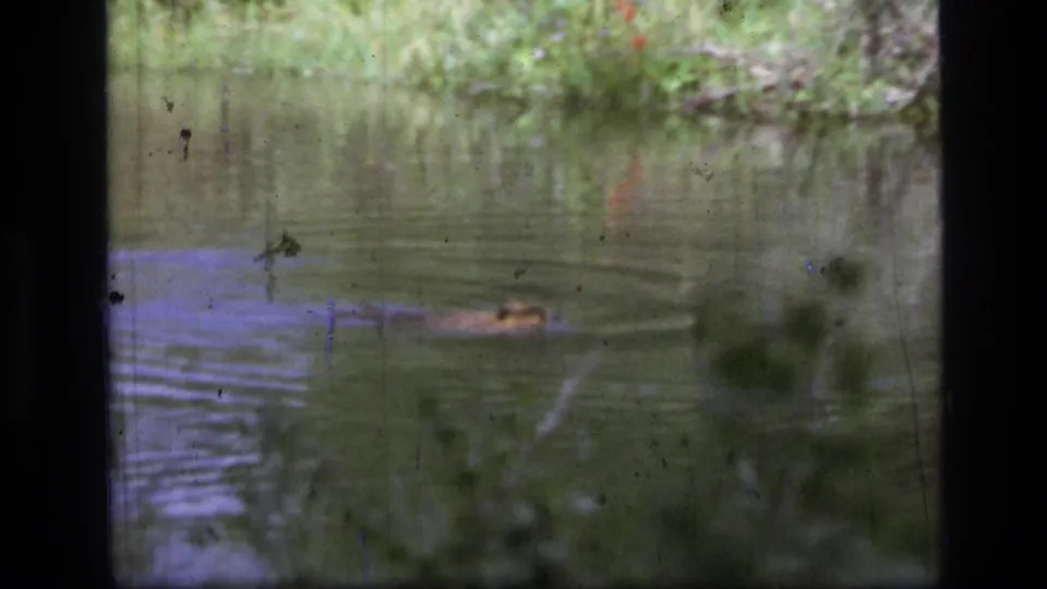 A low, soft-focus view shows the beaver gliding through swamp water in the 1973 Scapegoat Wilderness home movie.