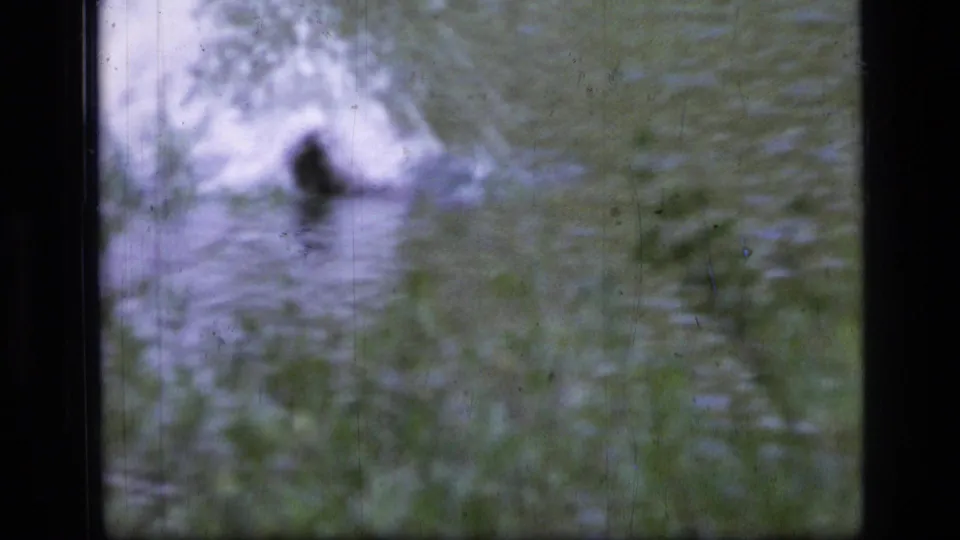 The final frame shows the beaver as a darker soft-focus shape in the swamp water, with blurred greenery and film marks visible.