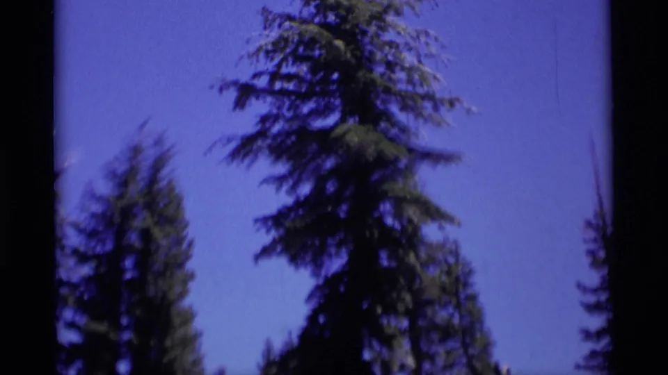 Handheld 8mm frame looking up through Minaret Wilderness evergreen trees toward a clear blue sky.