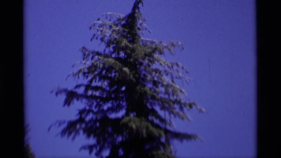 1975 8mm frame centered on a tall conifer in Minaret Wilderness, with open blue sky and darkened film edges.