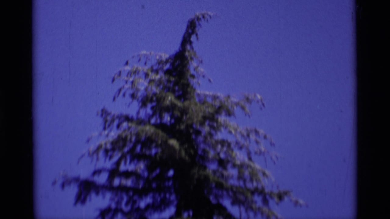 Evergreen treetop against a deep blue sky with dark 8mm frame edges.