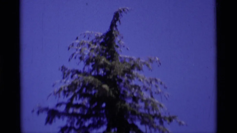 1975 8mm Minaret Wilderness footage showing a close evergreen treetop framed against a deep blue sky.
