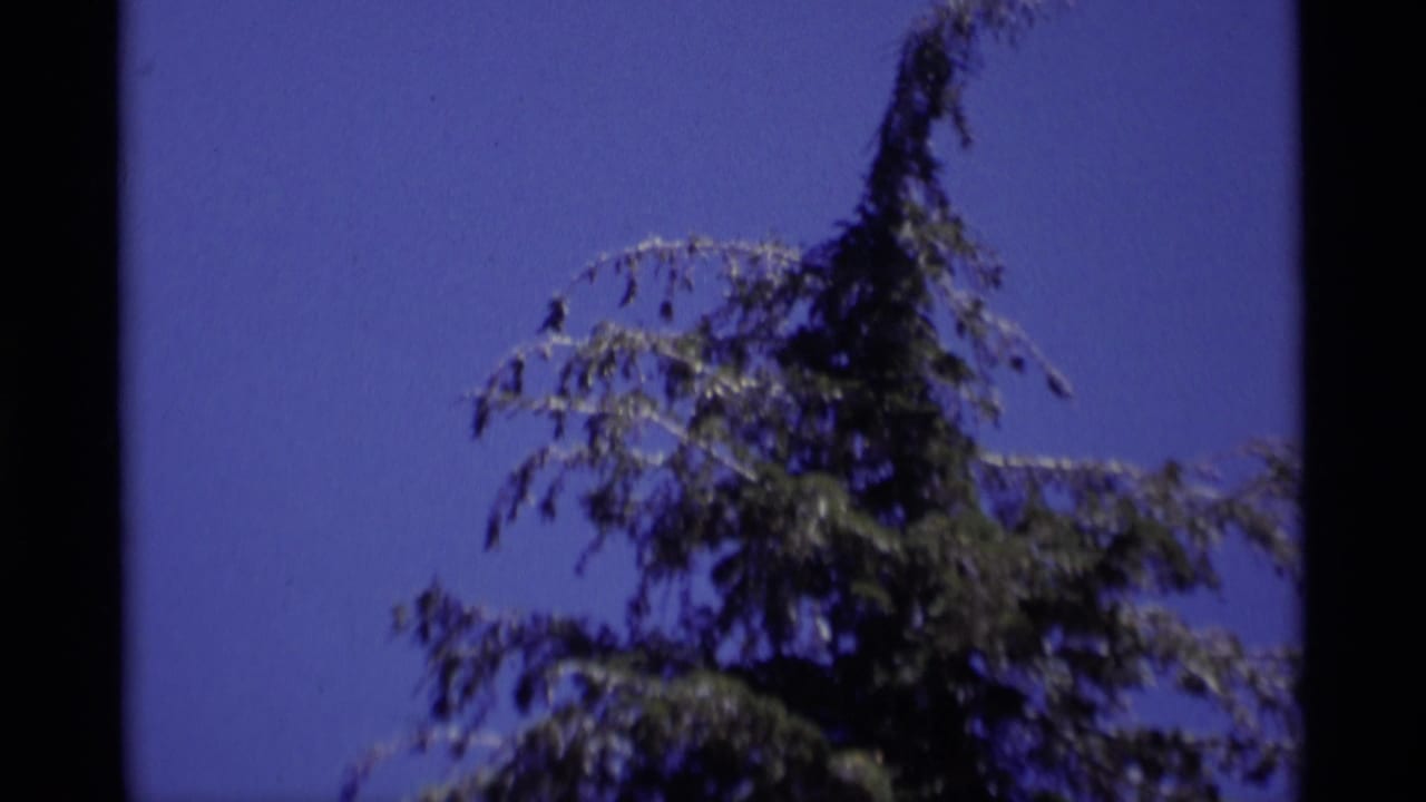1975 8mm California wilderness frame with evergreen branches and open blue sky, cropped by dark film borders.